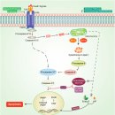 P-7721 | 암 화학 요법을 보완하는 천연물질: 자가포식-아폽토시스 경로의 약리학적 조절