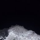 교동택지 서부공원 | 강릉 벚꽃 어디서 볼까 교동택지 남산 경포 벚꽃 후기