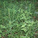 해뜨는아침 이미지