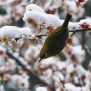 사랑하는 님을 따라 아름답게 죽을 수 있는 여인 이미지