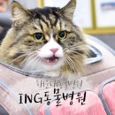 아이앤지동물병원 이미지