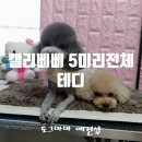 삐삐애견샵 이미지