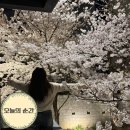 세븐일레븐 대구두류별빛점 | 대구 밤 벚꽃 명소 BEST 3 수성못 이월드 별빛축제와 앞산 카페 실시간 상황