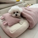더독그루머스 네이버블로그