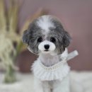 몽블리 펫샵 이미지