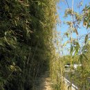 대나무숲길 이미지