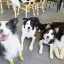 레티피코 이미지