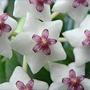 수직의 정원 이미지