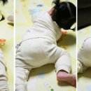 더오가닉