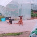 자림농장 이미지