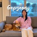 개가사는그집 이미지