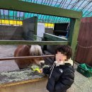 정가농장 | 대관령 아기동물농장 후기｜아이랑 가기 좋은 체험형 농장