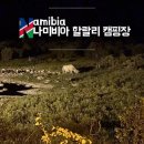 오류공원 | [나미비아 여행] 에토샤국립공원/할랄리캠핑장 가격 후기