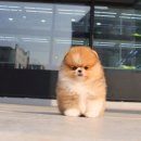 강남 요미독앤캣 강아지 분양 고양이 분양 | 동두천강아지분양 믿고 맡긴 요미펫 새로운 가족 맞이 후기