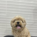 엘린퍼피 이미지