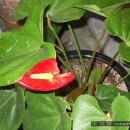 홍학꽃/플라밍고안스리움(anthurium) 이미지