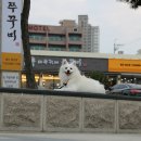 바보형제 쭈꾸미 이미지