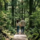 청정 | 2026년 제30회 한라산 청정 고사리축제 후기 추천 프로그램