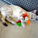 고양이카페38.5 이미지