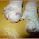 정아애견 이미지