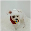 오도DOG 펫살롱 이미지