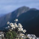 에델바이스 이미지