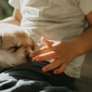 애견유치원&호텔 초댕학교 이미지