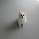 버블펫 이미지