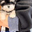 오독 강아지 안심분양센터 부산점 이미지