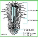 한국춘란의 신아 출아시기와 관리/07(뿌리와 영양) 이미지