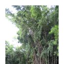 오쇼라즈니쉬 명상 이미지