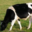 천안연암대학 이미지