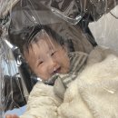 다이소증평점 | [8개월 육아생활] 가지마 8개월 오지마 9개월 !!