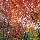 용문사 일주문 이미지