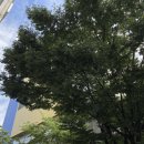 소문난개미 이미지