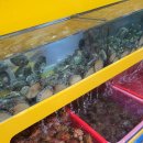 감성조개 이미지