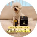 고려펫 | 금산이가홍삼(고려흑삼펫) 강아지 반려견 영양제 후기
