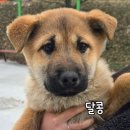 달콩이네