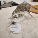 마이 펫테이블 이미지