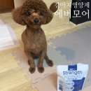 에버모어 | 강아지 영양제 추천 | 기호성 좋은 에버모어 관절 영양제 후기
