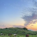 두베하우스 | 6월 제주 1,2일차 (제주 동쪽 혼자 일정)
