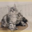 메인독 | 의왕 메인쿤 고양이 분양 완전 힙해