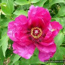 모란 (Tree paeony ) 이미지