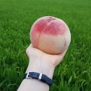 복상농장 이미지