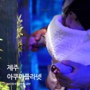 아쿠아플라넷 제주 | 아쿠아플라넷 제주 아기랑 다녀온 후기, 공연 시간부터 관람 팁까지 정리