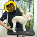 븜프그루밍 이미지