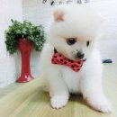 애개애개애견샵 네이버블로그
