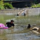 늘푸른농원 | 자두 판매하는 곳 추천해용 '늘푸른농원' 대석자두 달달하고 품질 좋은 자두