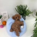 베베몽몽 이미지