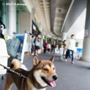 제주도에 간 볼트 이미지